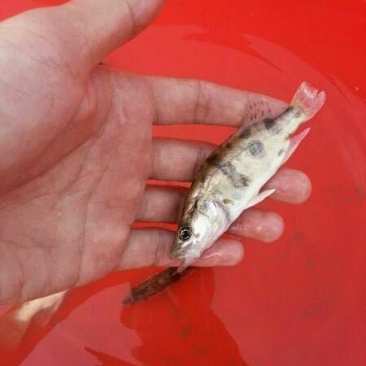 鳜鱼鱼苗4~6cm