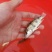 鳜鱼鱼苗4~6cm