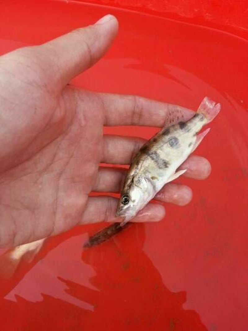 鳜鱼鱼苗4~6cm