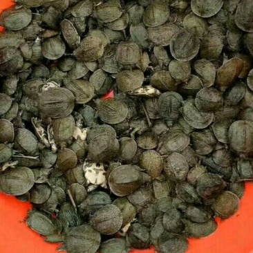 甲鱼苗鱼苗