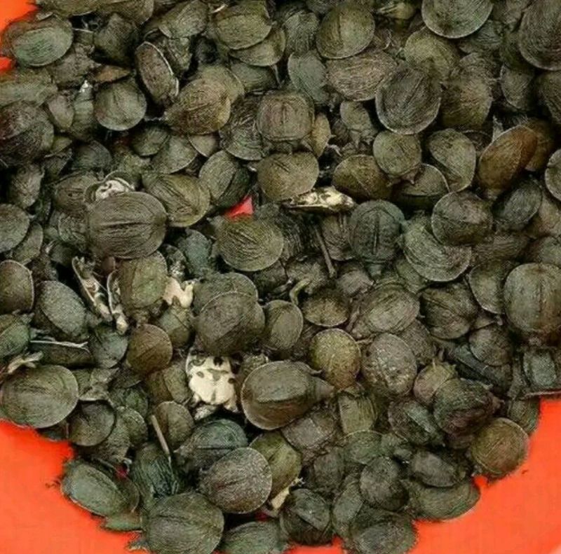 甲鱼苗鱼苗