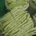 山东泰安德兴隆农业优质精品芸豆三万亩温室棚种植区域