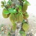菠萝蜜10~15公斤