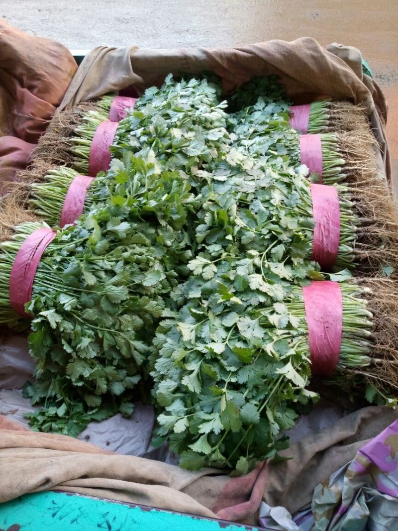 【香菜】河北大叶香菜产地直发可视频看货品质保证