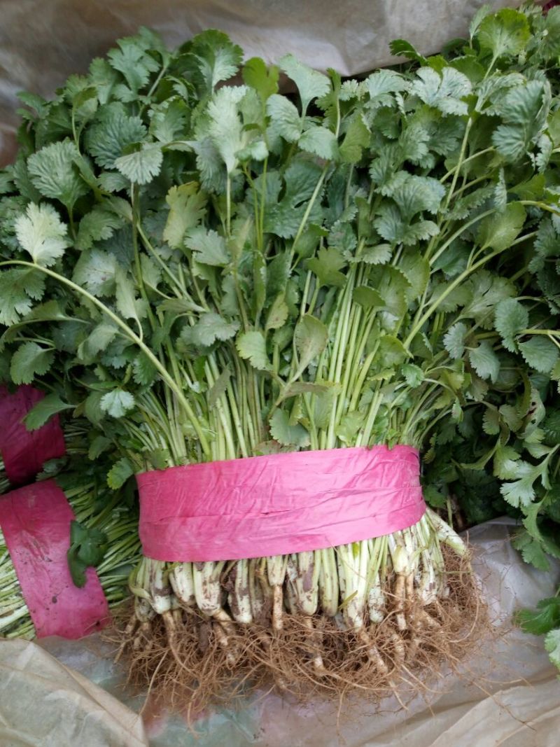 【香菜】河北大叶香菜产地直发可视频看货品质保证