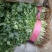 【香菜】河北大叶香菜产地直发可视频看货品质保证