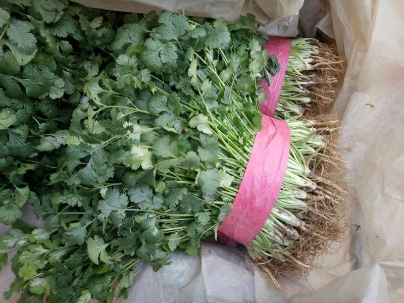 【香菜】河北大叶香菜产地直发可视频看货品质保证