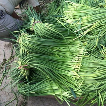 蒜薹金乡蒜薹苔条长颜色绿代发各地市场