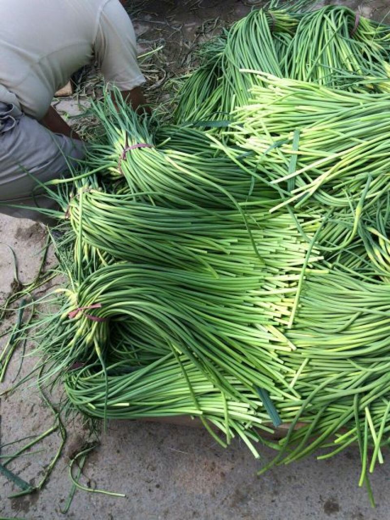 蒜薹金乡蒜薹苔条长颜色绿代发各地市场