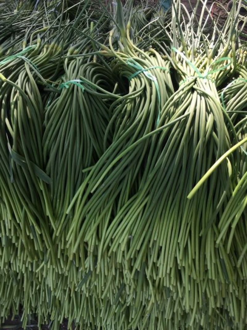 蒜薹金乡蒜薹苔条长颜色绿代发各地市场
