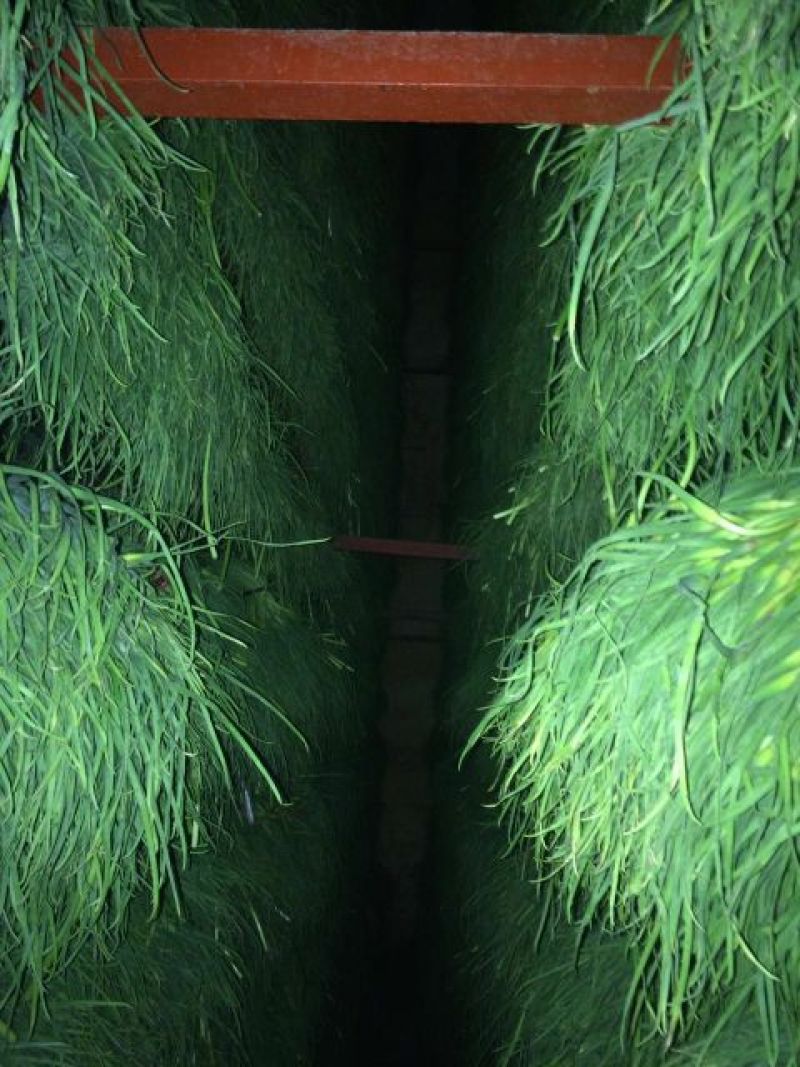 蒜薹金乡蒜薹苔条长颜色绿代发各地市场
