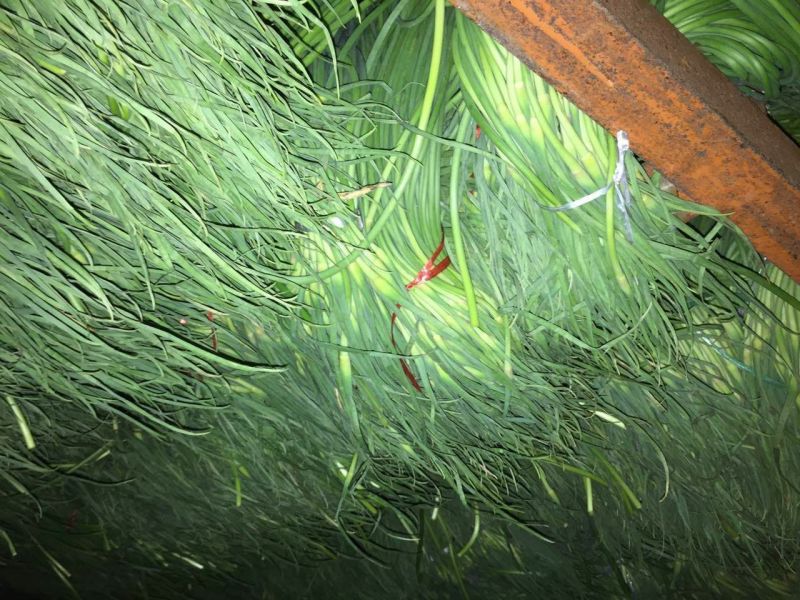 蒜薹金乡蒜薹苔条长颜色绿代发各地市场