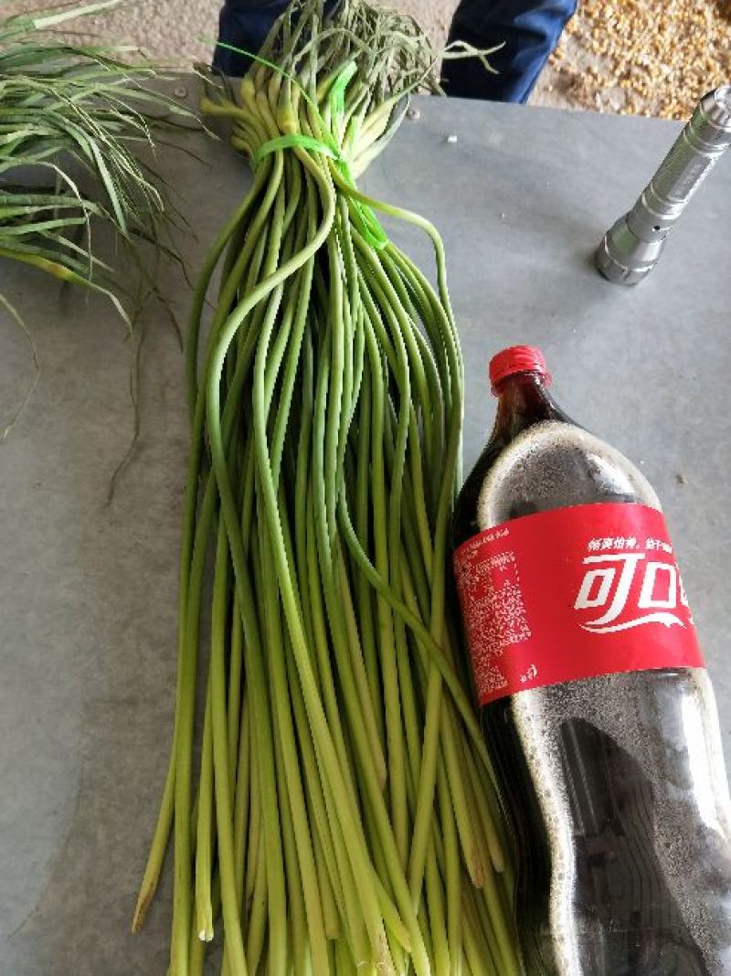 蒜薹金乡蒜薹苔条长颜色绿代发各地市场
