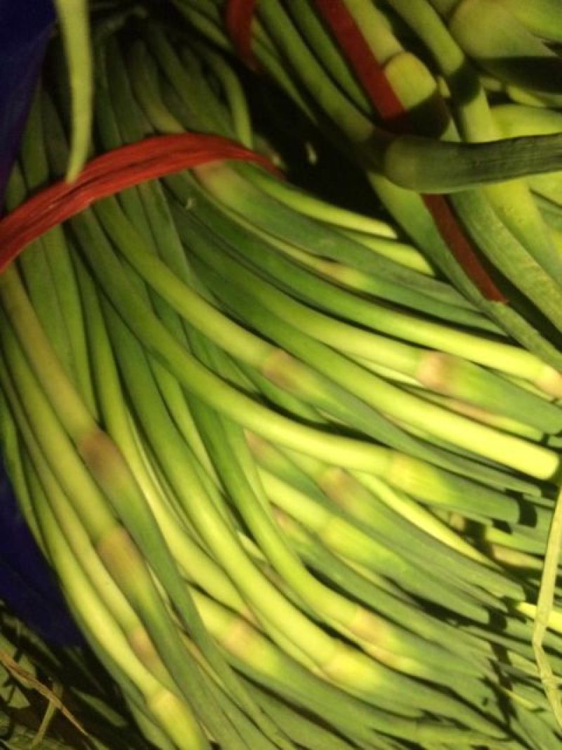 蒜薹金乡蒜薹苔条长颜色绿代发各地市场