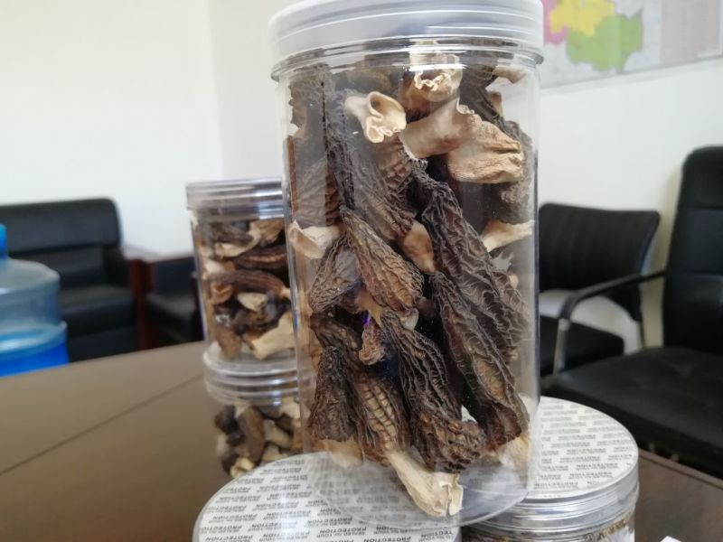 羊肚菌一级品