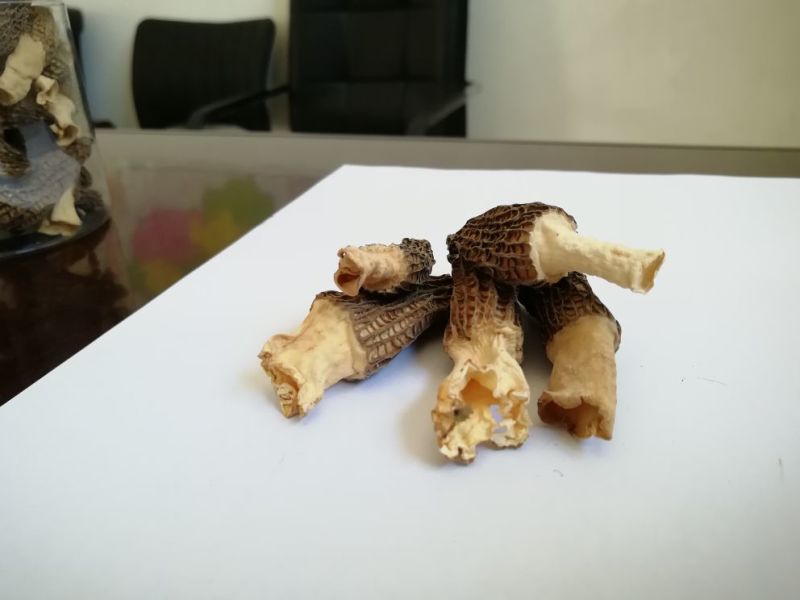 羊肚菌一级品