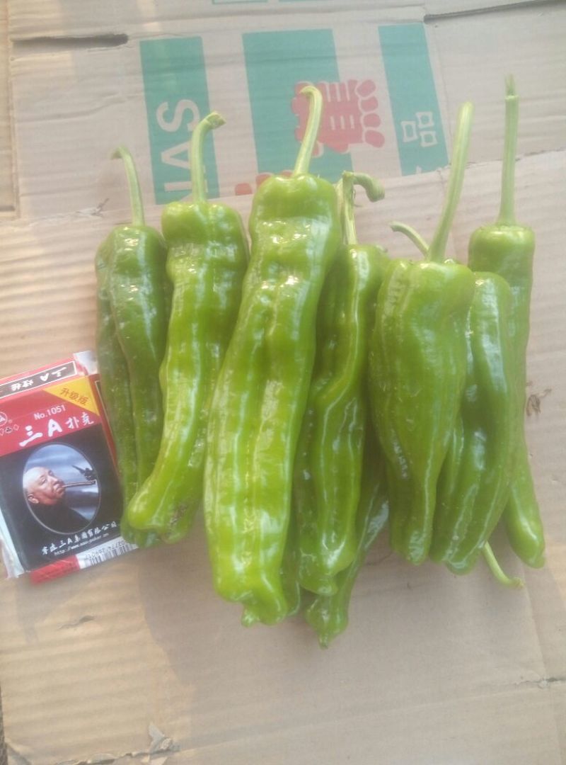 301椒辣椒15~20厘米微辣青