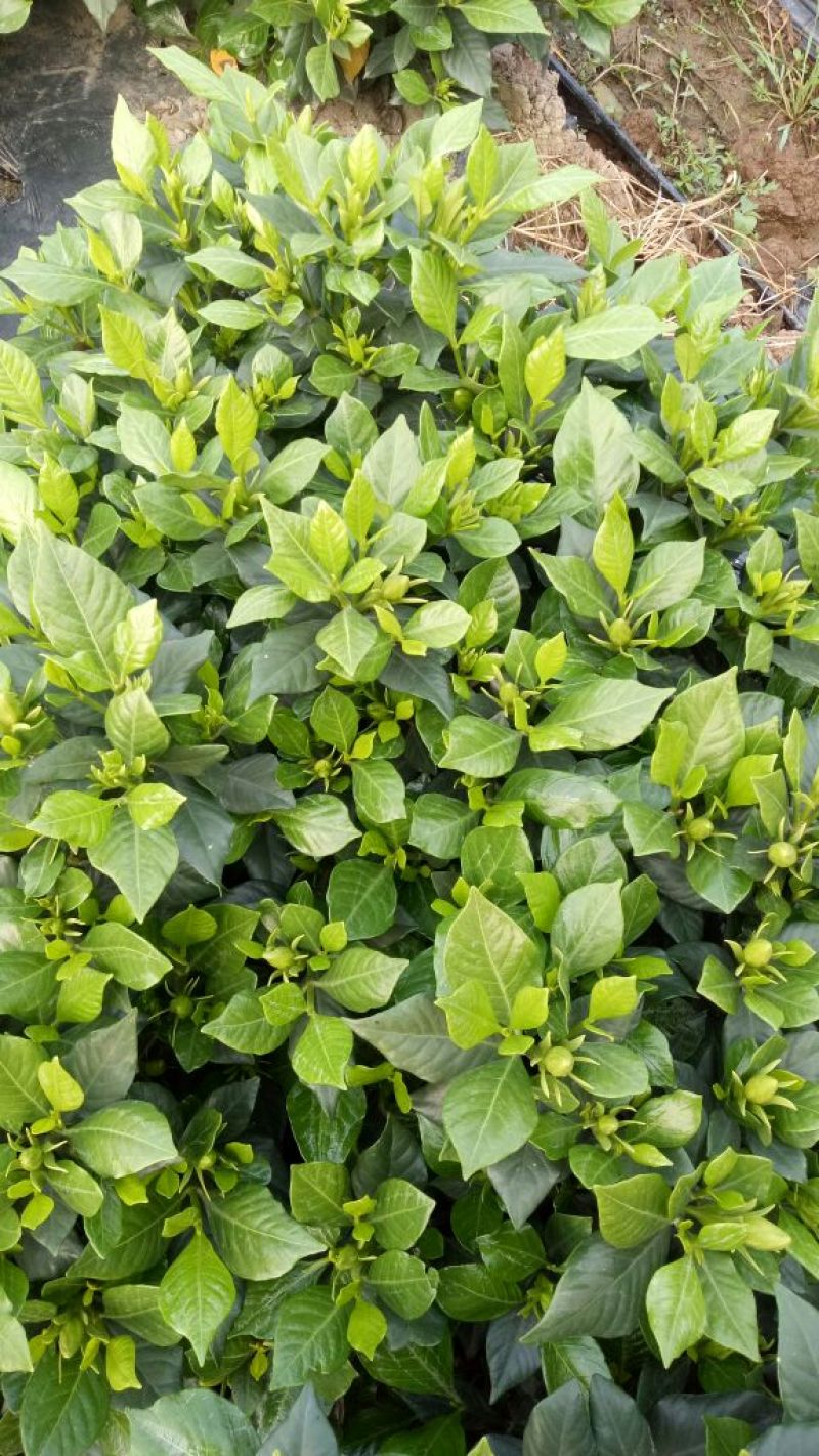 栀子花2~4cm18~20cm0.5~1米