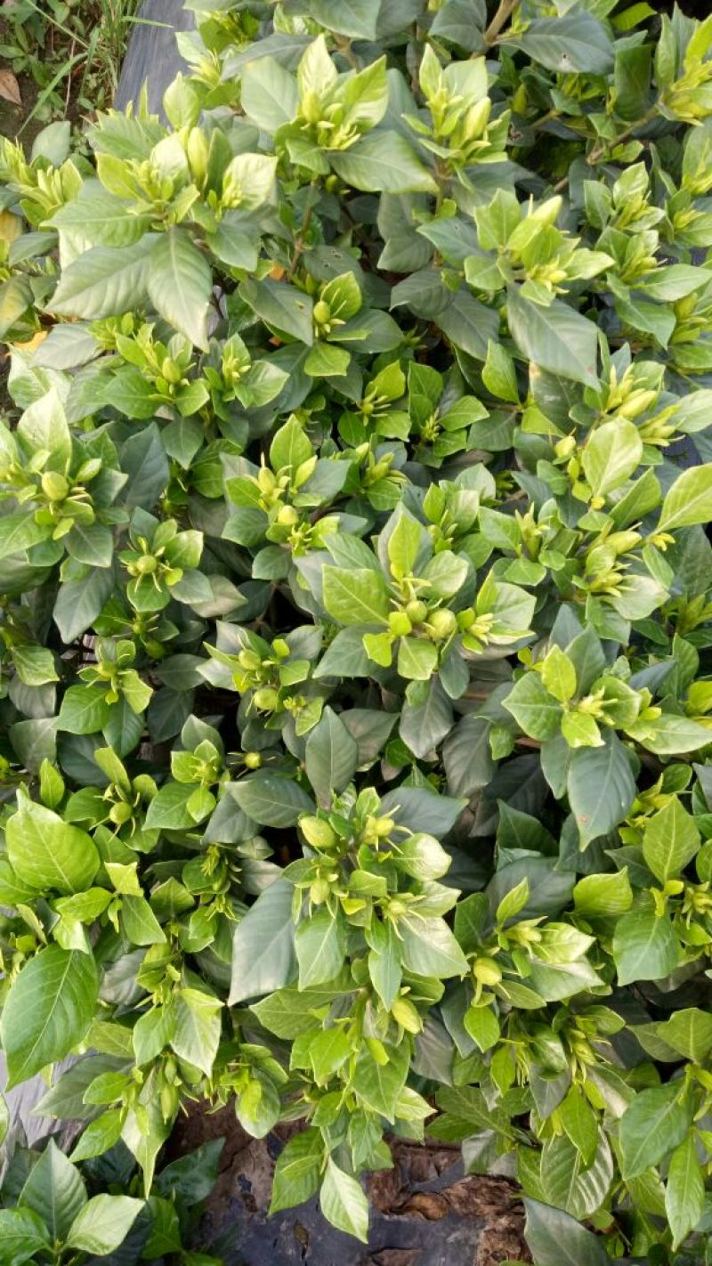 栀子花2~4cm18~20cm0.5~1米