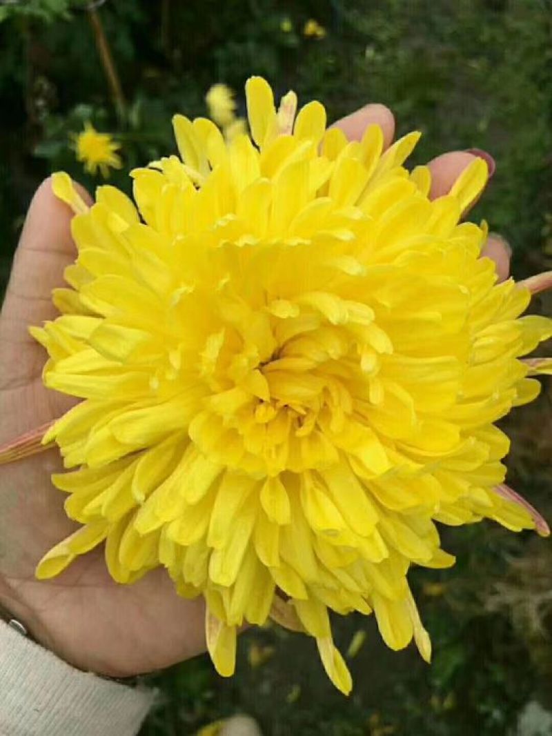 菊花茶金丝皇菊花茶安徽