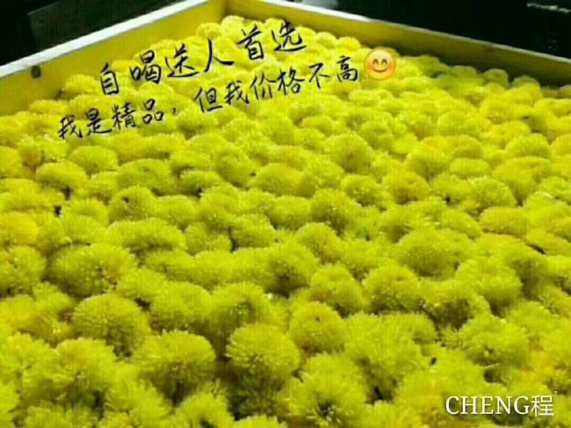 菊花茶金丝皇菊花茶安徽
