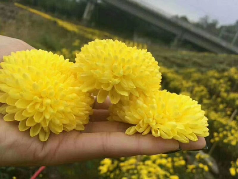 菊花茶金丝皇菊花茶安徽