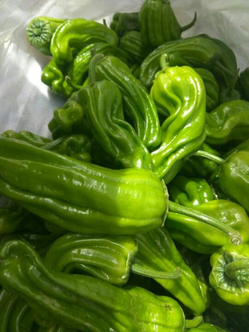 菜椒2cm以上，品种齐全，产地直供，欢迎选购