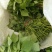 脱毒龙薯九号红薯苗25~35cm质量保证