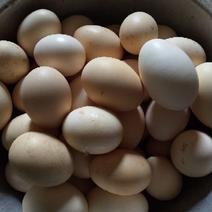 土鸡蛋食用60~75g