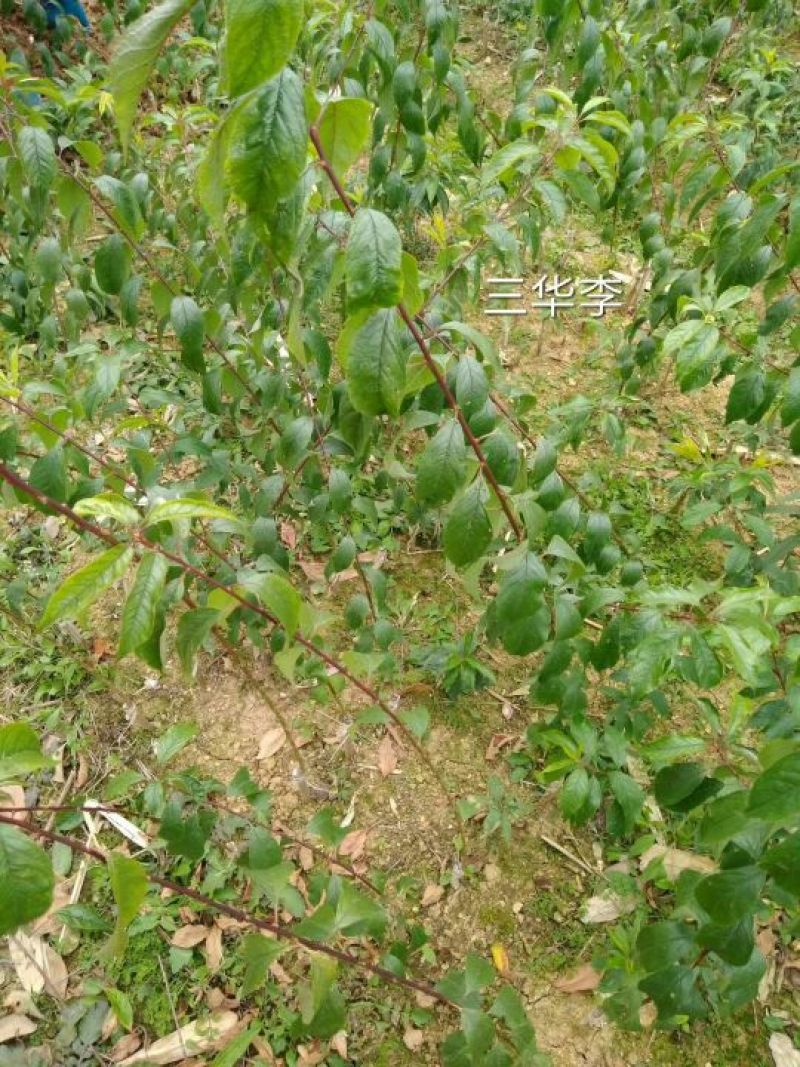 三华李树苗包正宗假一赔十，提供免费种植技术
