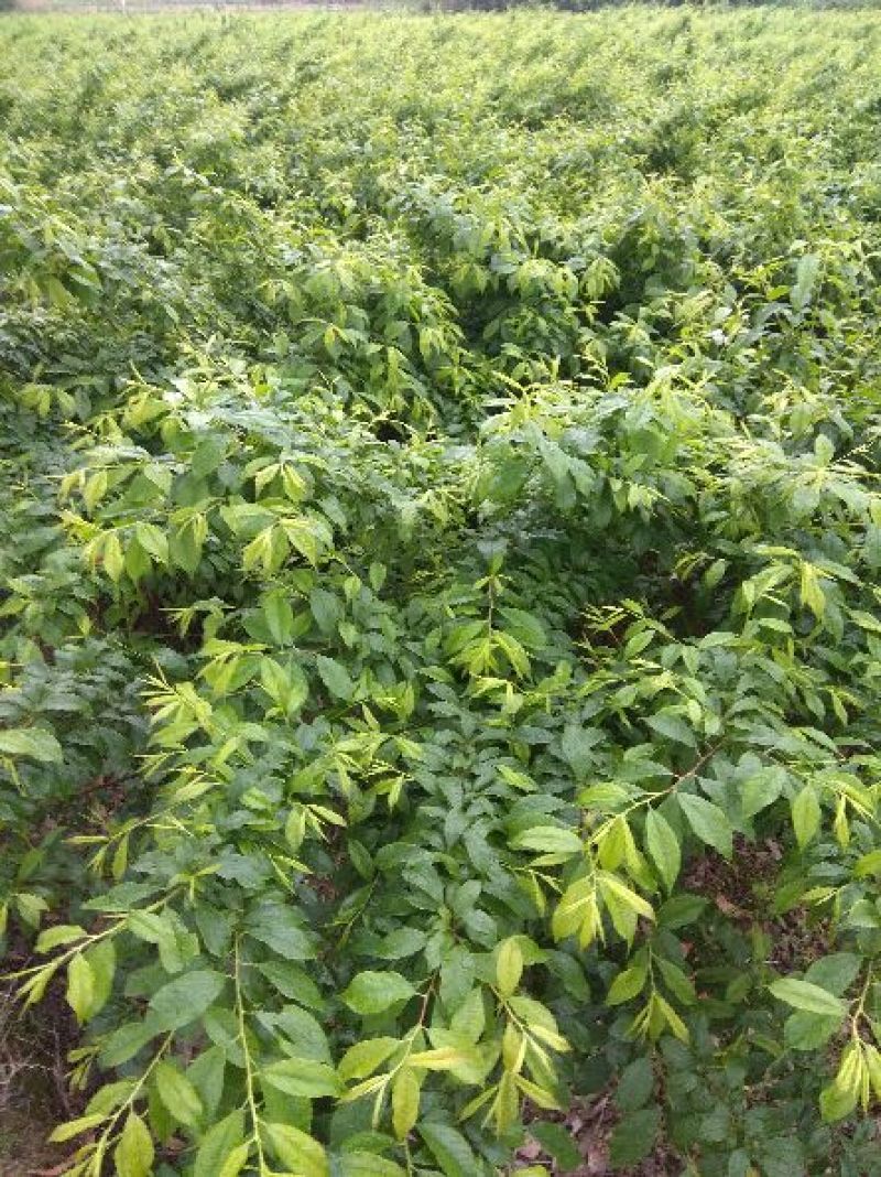三华李树苗包正宗假一赔十，提供免费种植技术