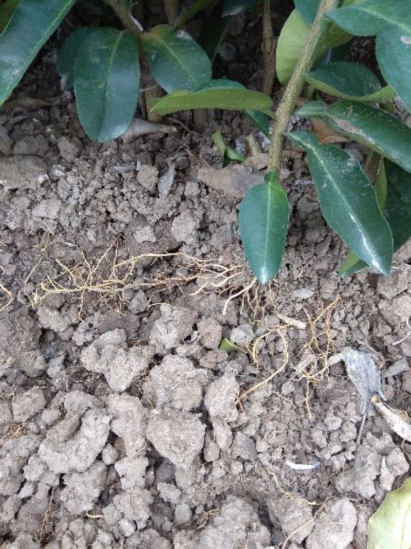 三红蜜柚苗包正宗假一赔十，提供免费种植技
