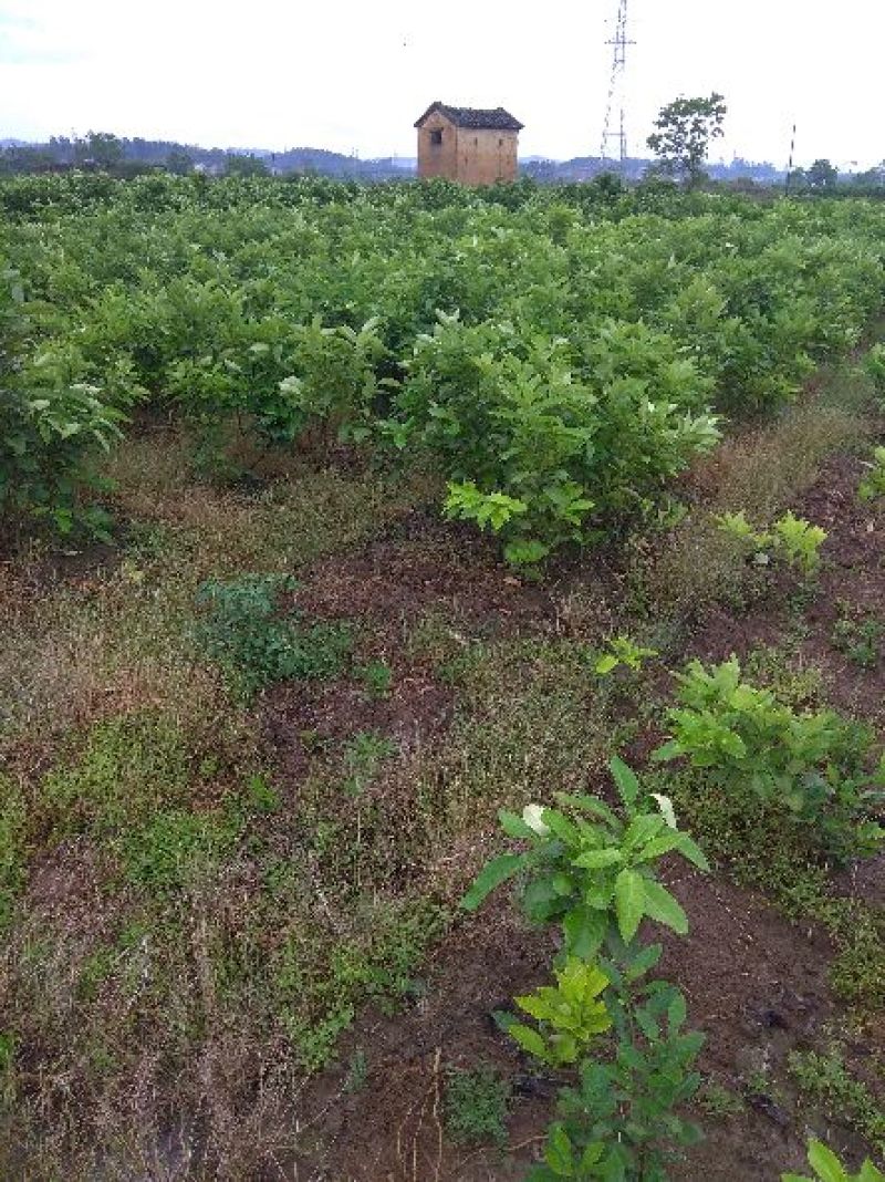 三红蜜柚苗包正宗假一赔十，提供免费种植技