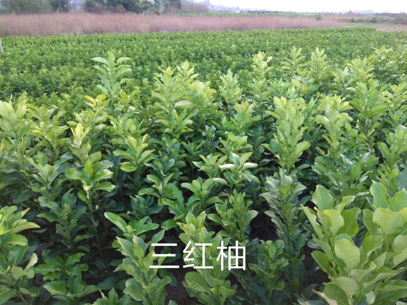 三红蜜柚苗包正宗假一赔十，提供免费种植技
