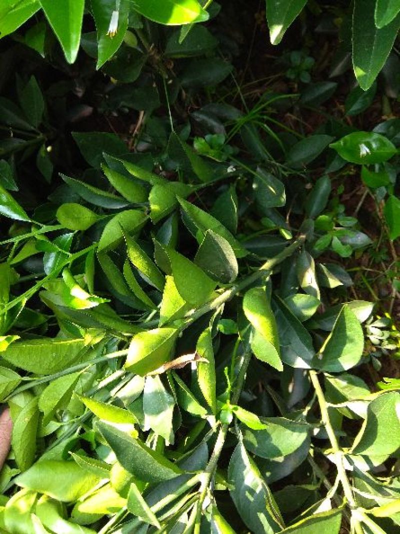 夏橙地苗，包正宗假一赔十，杯苗提供免费种植技术