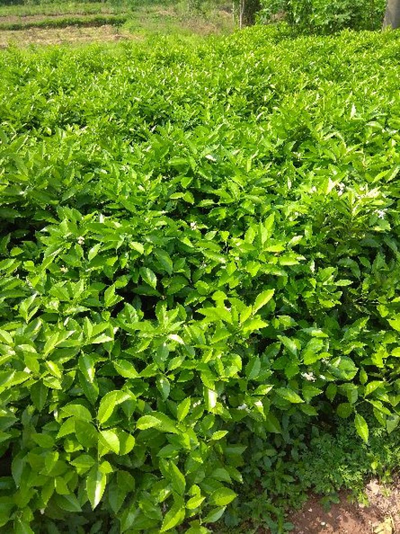 夏橙地苗，包正宗假一赔十，杯苗提供免费种植技术