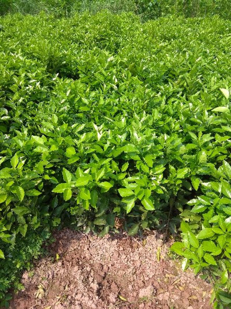 夏橙地苗，包正宗假一赔十，杯苗提供免费种植技术