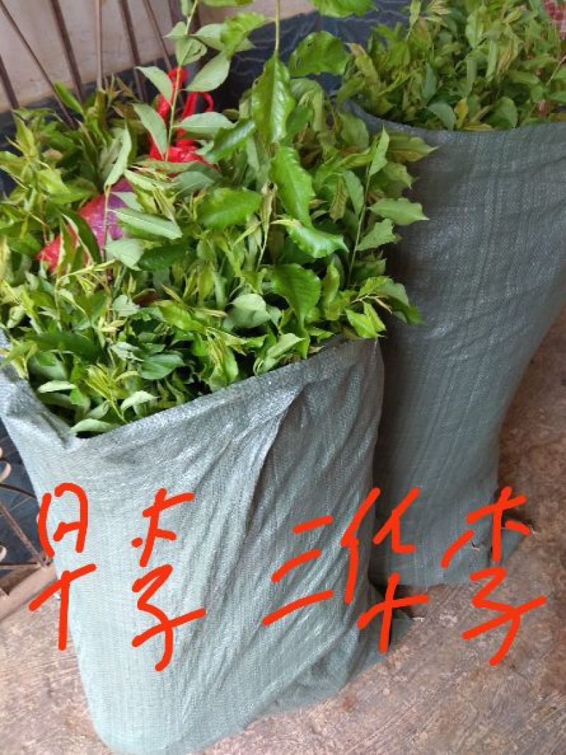 早李苗，早熟三华李，包正宗，假一赔十，提供免费种植技术