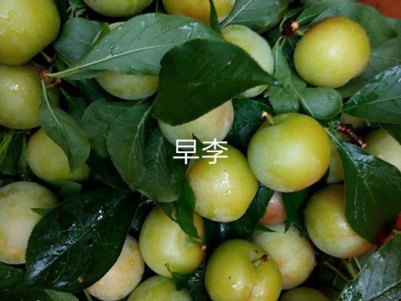早李苗，早熟三华李，包正宗，假一赔十，提供免费种植技术