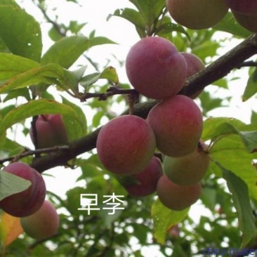 早李苗，早熟三华李，包正宗，假一赔十，提供免费种植技术