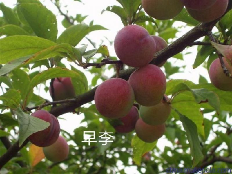 早李苗，早熟三华李，包正宗，假一赔十，提供免费种植技术