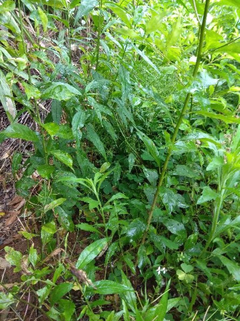 早李苗，早熟三华李，包正宗，假一赔十，提供免费种植技术