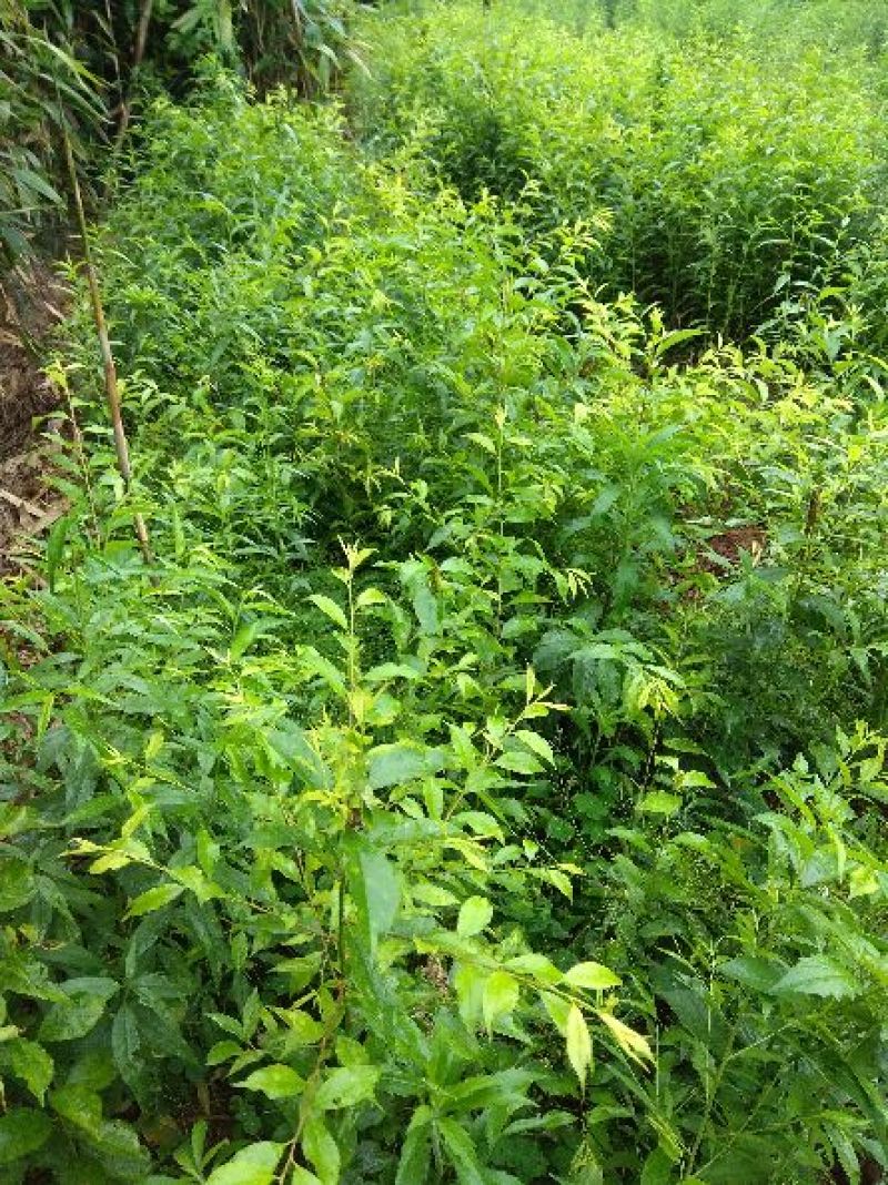 早李苗，早熟三华李，包正宗，假一赔十，提供免费种植技术