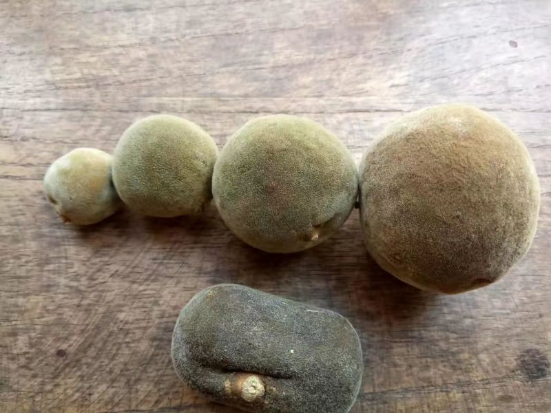化橘红化州橘红陈年化橘红切片正毛橘红片