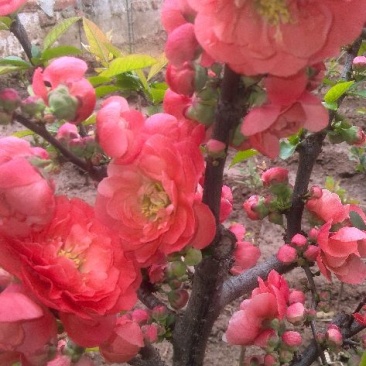 红叶红花海棠