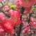 红叶红花海棠