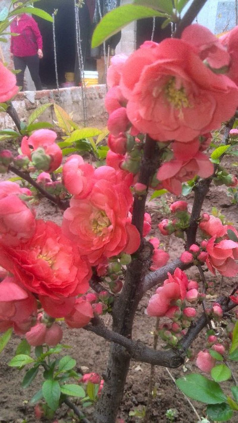 红叶红花海棠