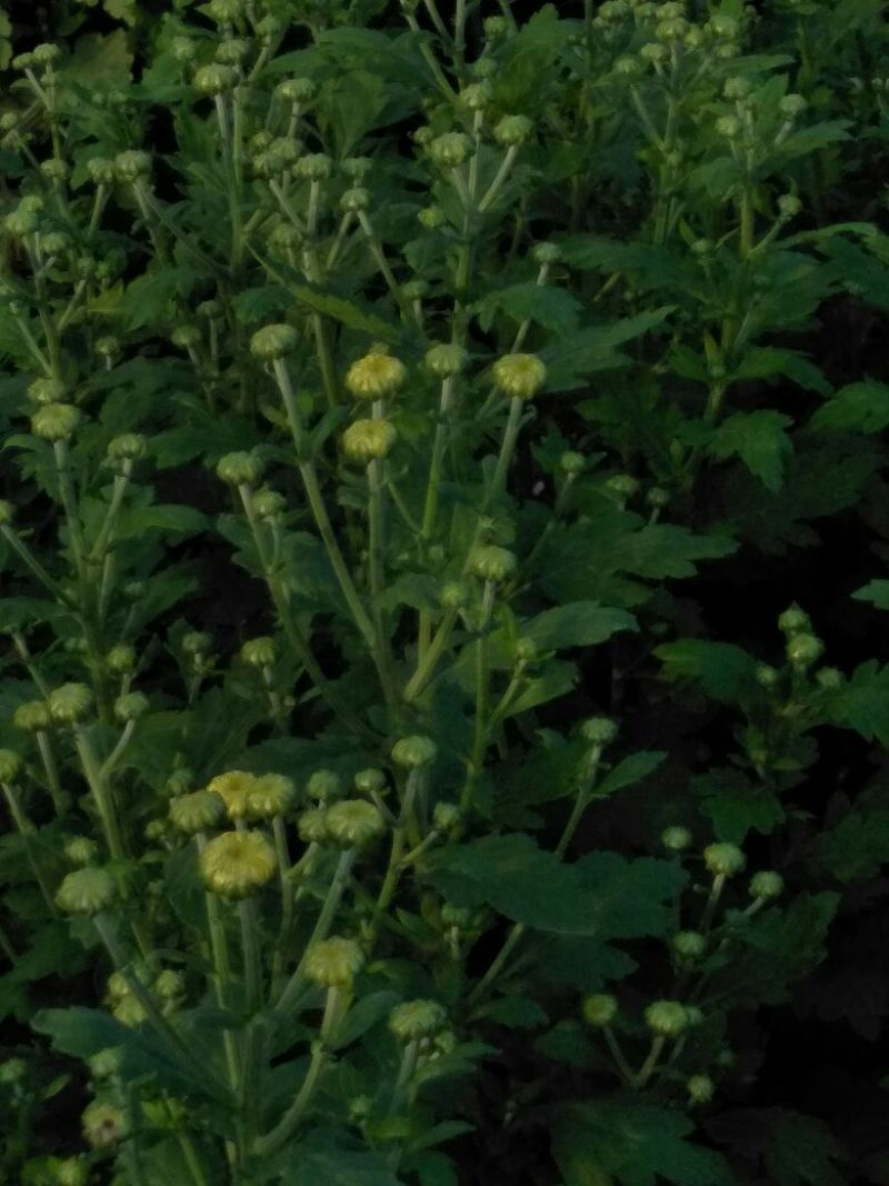 菊花种苗