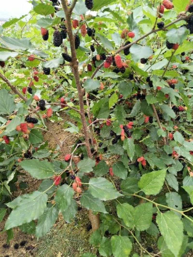 长果桑树苗30~40cm