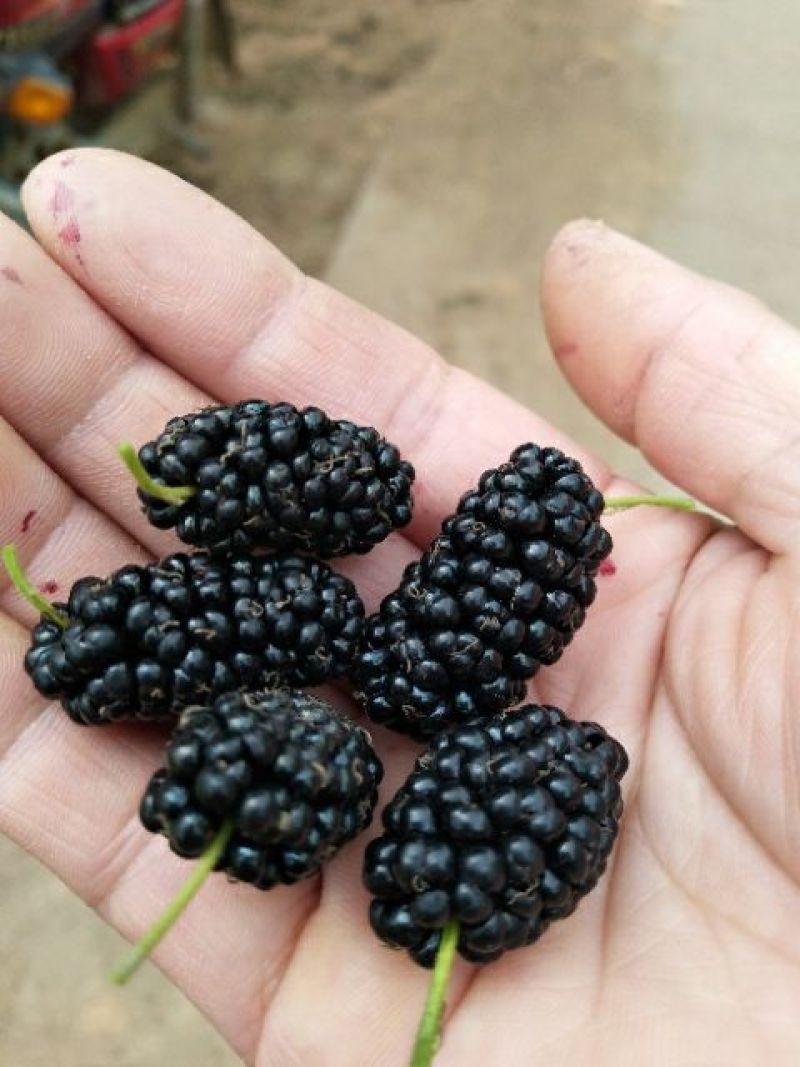 长果桑树苗30~40cm